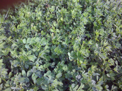 Alpine Farms - Our Alfalfa