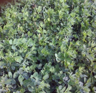 Alpine Farms - Our Alfalfa