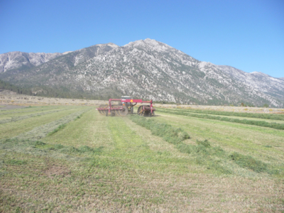 Alpine Farms - Harvesting Alfalfa