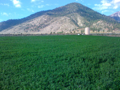 Alpine Farms - Our Alfalfa