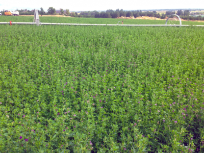 Alpine Farms - Our Feed