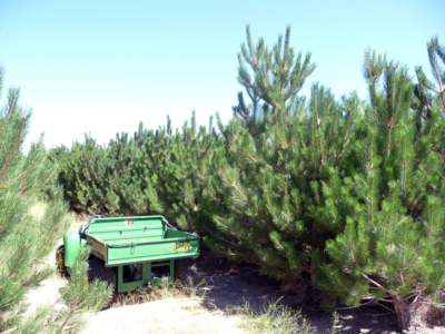 Alpine Farms Trees