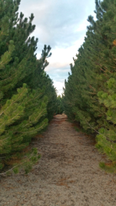 Alpine Farms - Our Trees