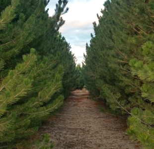 Alpine Farms - Our Trees