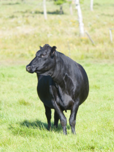 Alpine Farms - Livestock