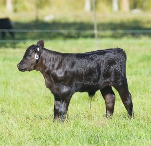Alpine Farms - Black Angus Calf