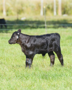 Alpine Farms - Black Angus Calf