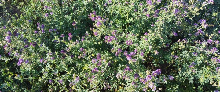 Alpine Farms - Flowering Alfalfa