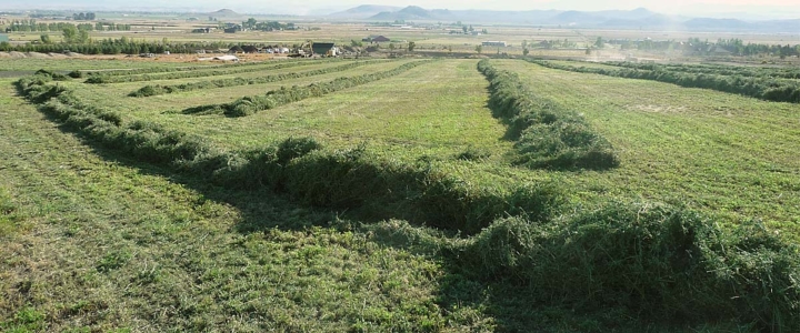 Alpine farms - Harvesting Alfalfa